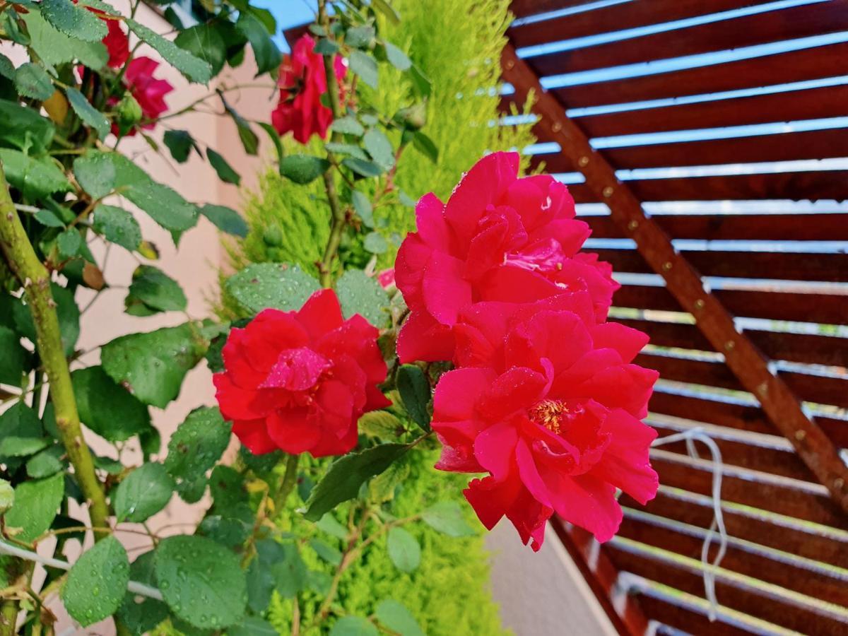 Rosinha Country House Vale de Cambra Dış mekan fotoğraf